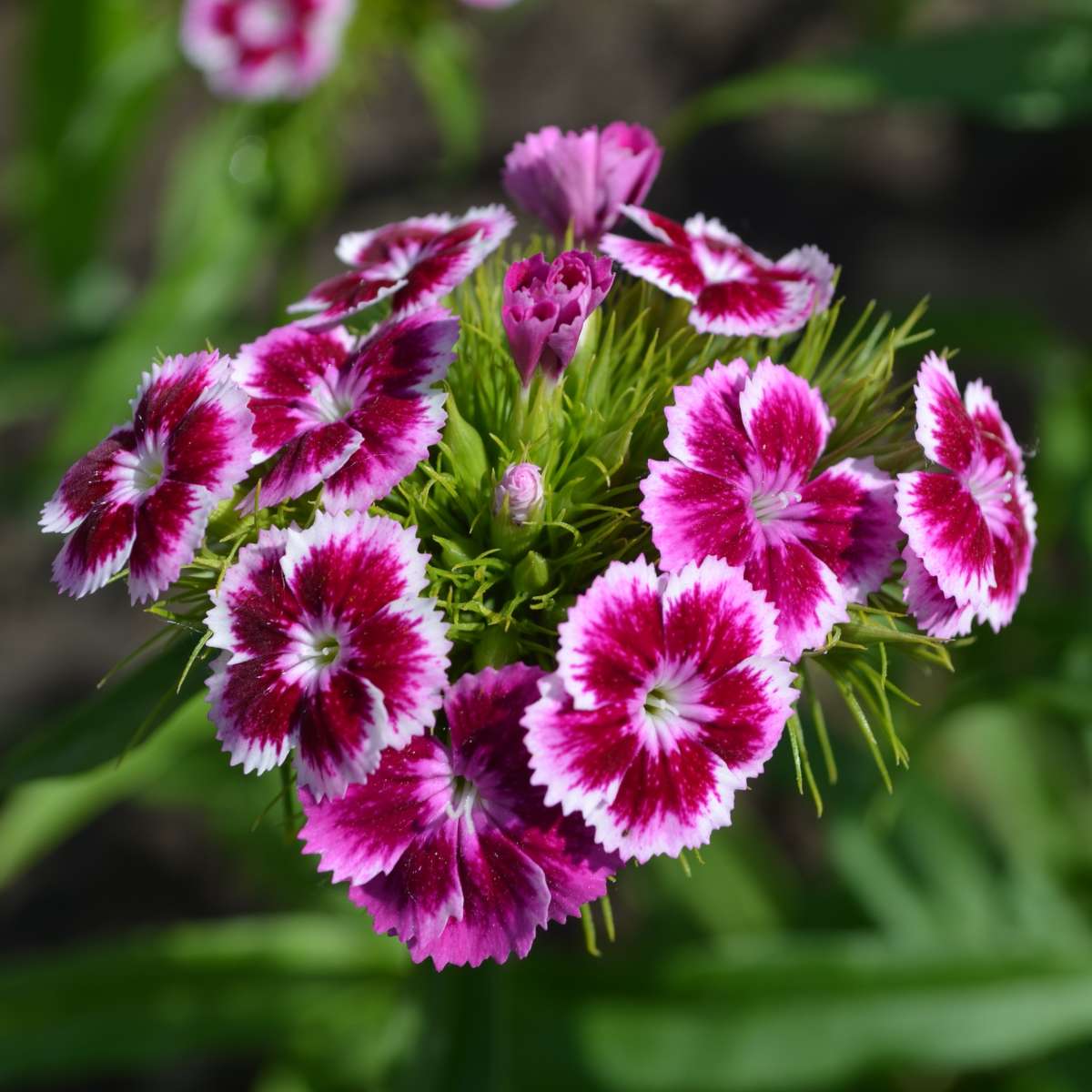 White (White Pink) seeds for planting in home garden