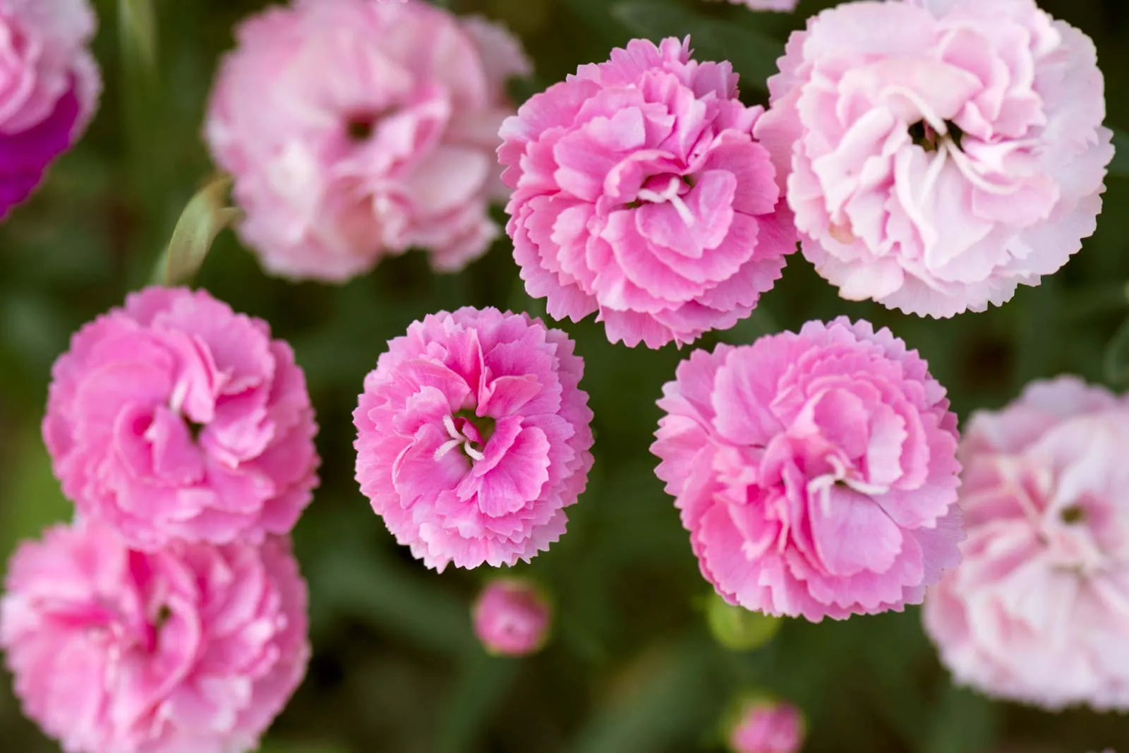 Carnation Dianthus Flower seeds for Planting Pollinator Friendly Heirloom & GMO Free Seeds for Home Garden