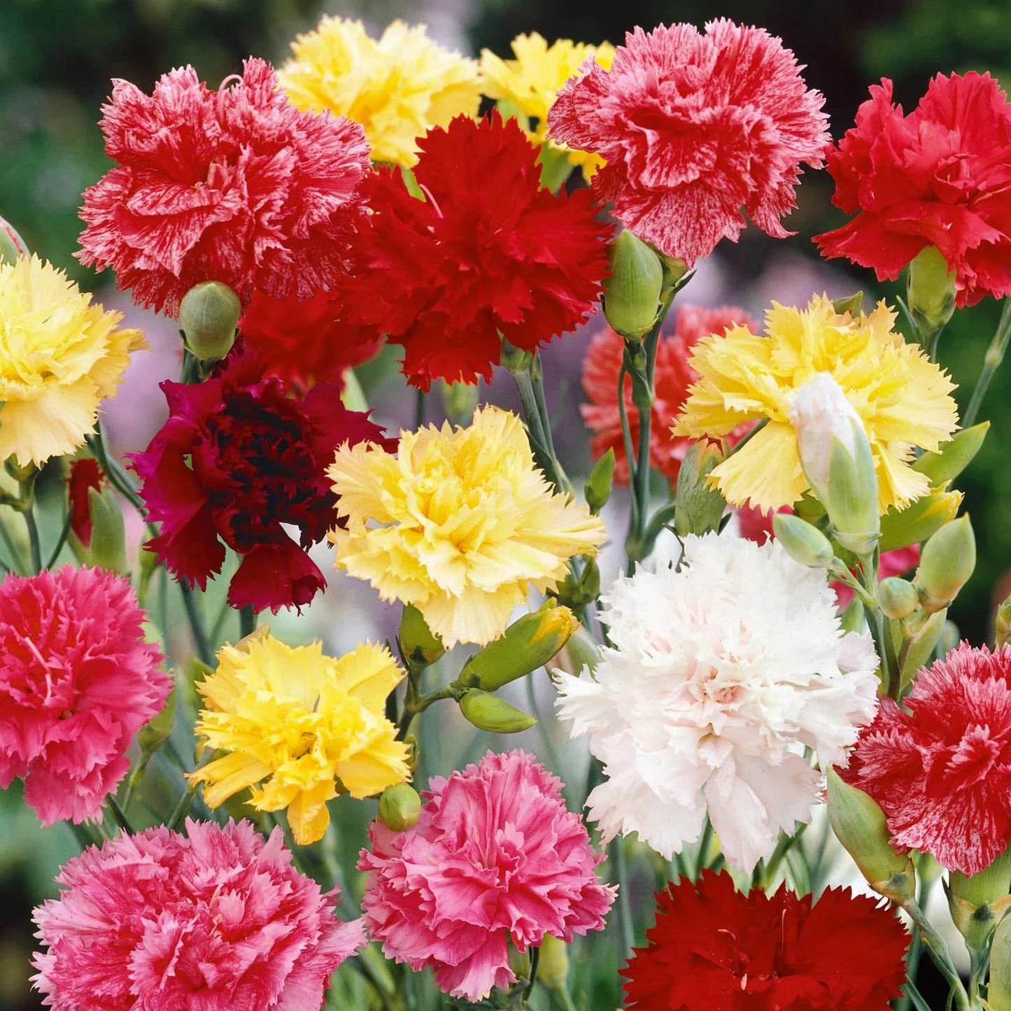 Rose Dianthus Carnation Seeds for Planting Garden Borders Urban Spaces