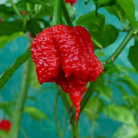 Carolina Reaper pepper plants growing in a sunny vegetable garden.
