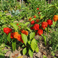 Carolina Reaper pepper seeds for planting in home gardens and containers.