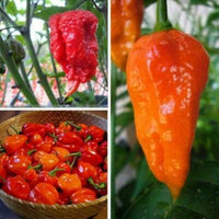 Mixed vegetable garden grown from Carolina Vegetable Seeds Kit