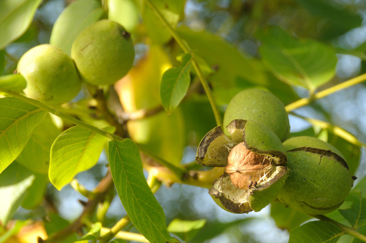 Carpathian Walnut Seeds – Juglans regia Non-GMO Hardy Nut Tree