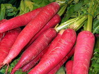 Carrot Daucus carota seeds for home gardens