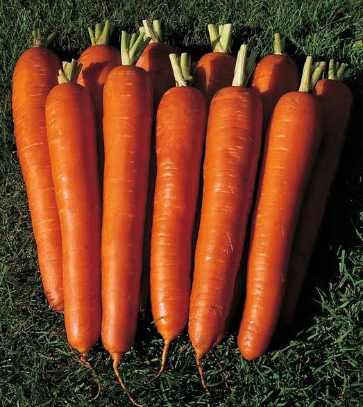 Carrot Red Giant seeds for home garden planting