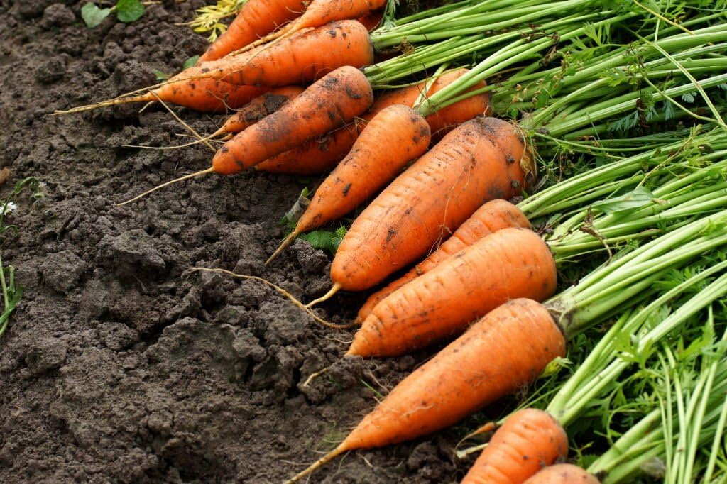 Daucus carota Carrot seeds for planting in vegetable patch and garden