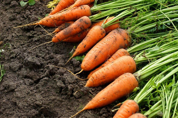 Daucus carota Carrot seeds for planting in vegetable patch and garden