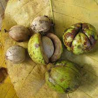 Step-by-Step Guide for Planting Carya Ovata Green Seeds in Your Garden