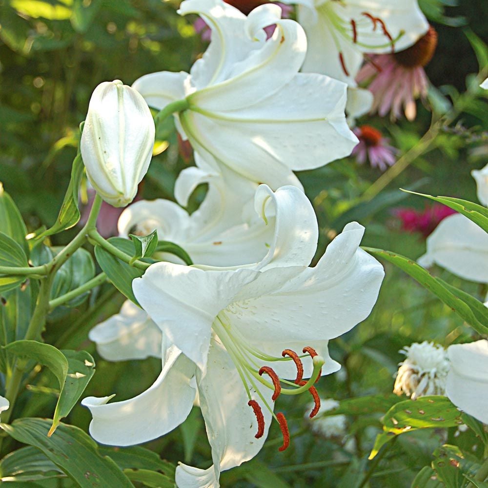 Large white Casa Blanca Oriental Lily flowers blooming in a garden.