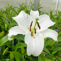 Casa Blanca Oriental Lily bulbs for outdoor garden planting.