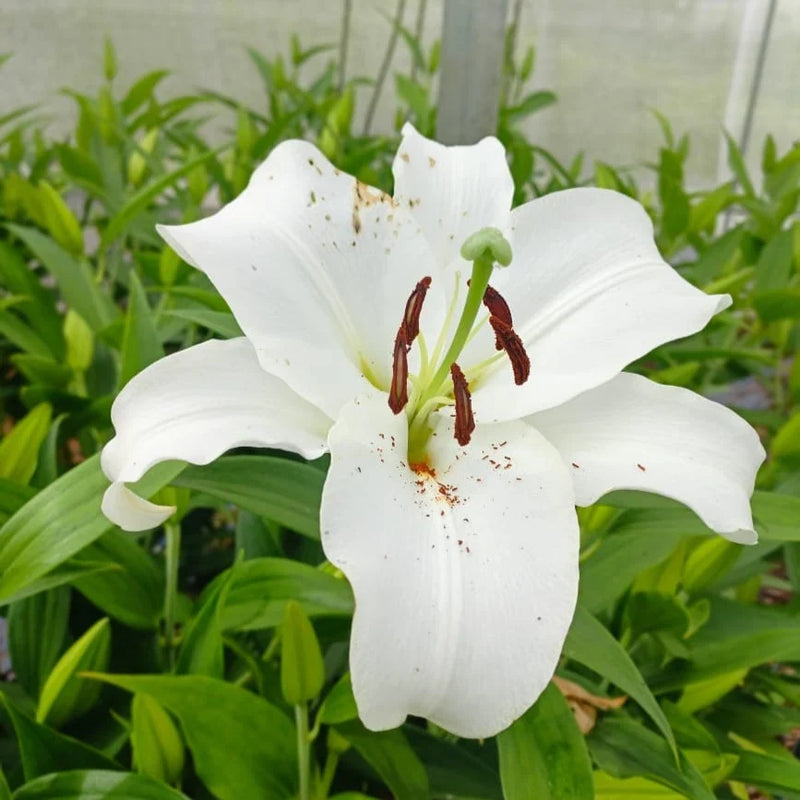 Casa Blanca Oriental Lily bulbs for outdoor garden planting.