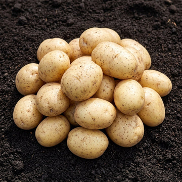 Casablanca organic seed potatoes prepared for garden planting