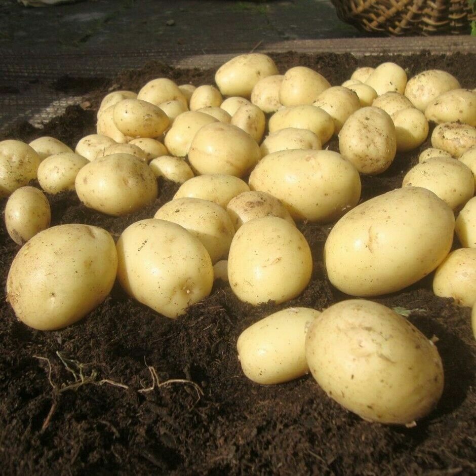 Casablanca potato seed tubers for home vegetable gardening