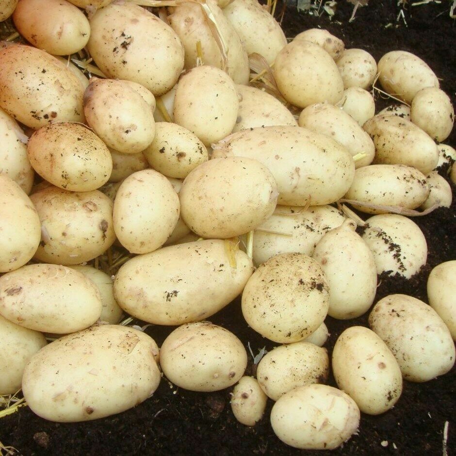 Casablanca potatoes growing in a home garden setting