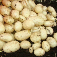 Casablanca potatoes growing in a home garden setting