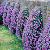 Cascade Trailing Flower Planting Seeds – Perfect for Baskets and Borders