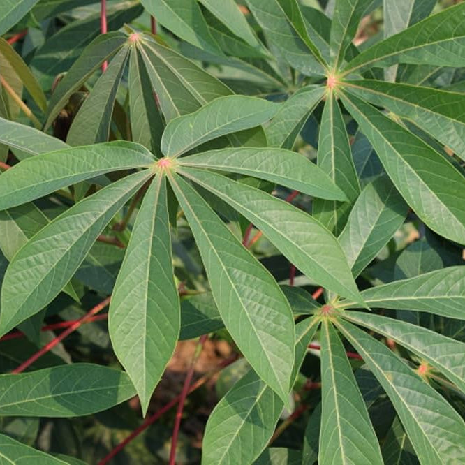 Cassava plant seeds for planting in home gardens and kitchen gardens.