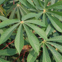 Cassava plant seeds for planting in home gardens and kitchen gardens.