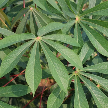 Cassava plant seeds for planting in home gardens and kitchen gardens.