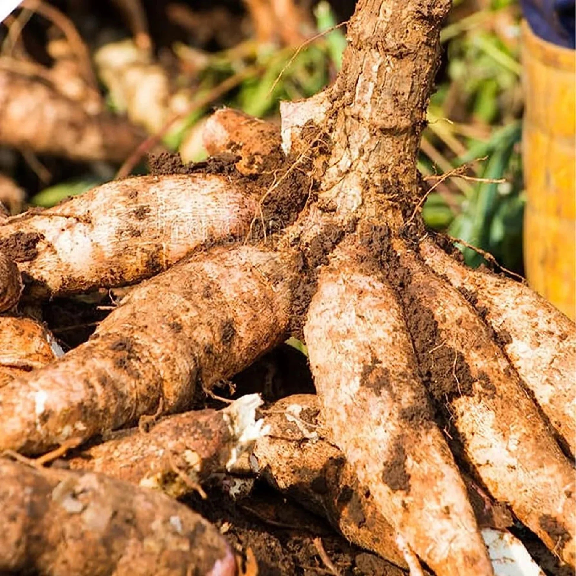 Young cassava plants growing in a sunny home garden.