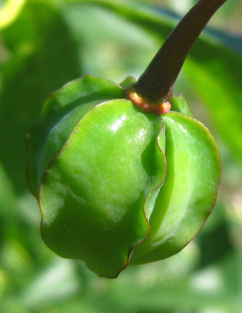 Cassava seeds for growing tropical root vegetables in home gardens.