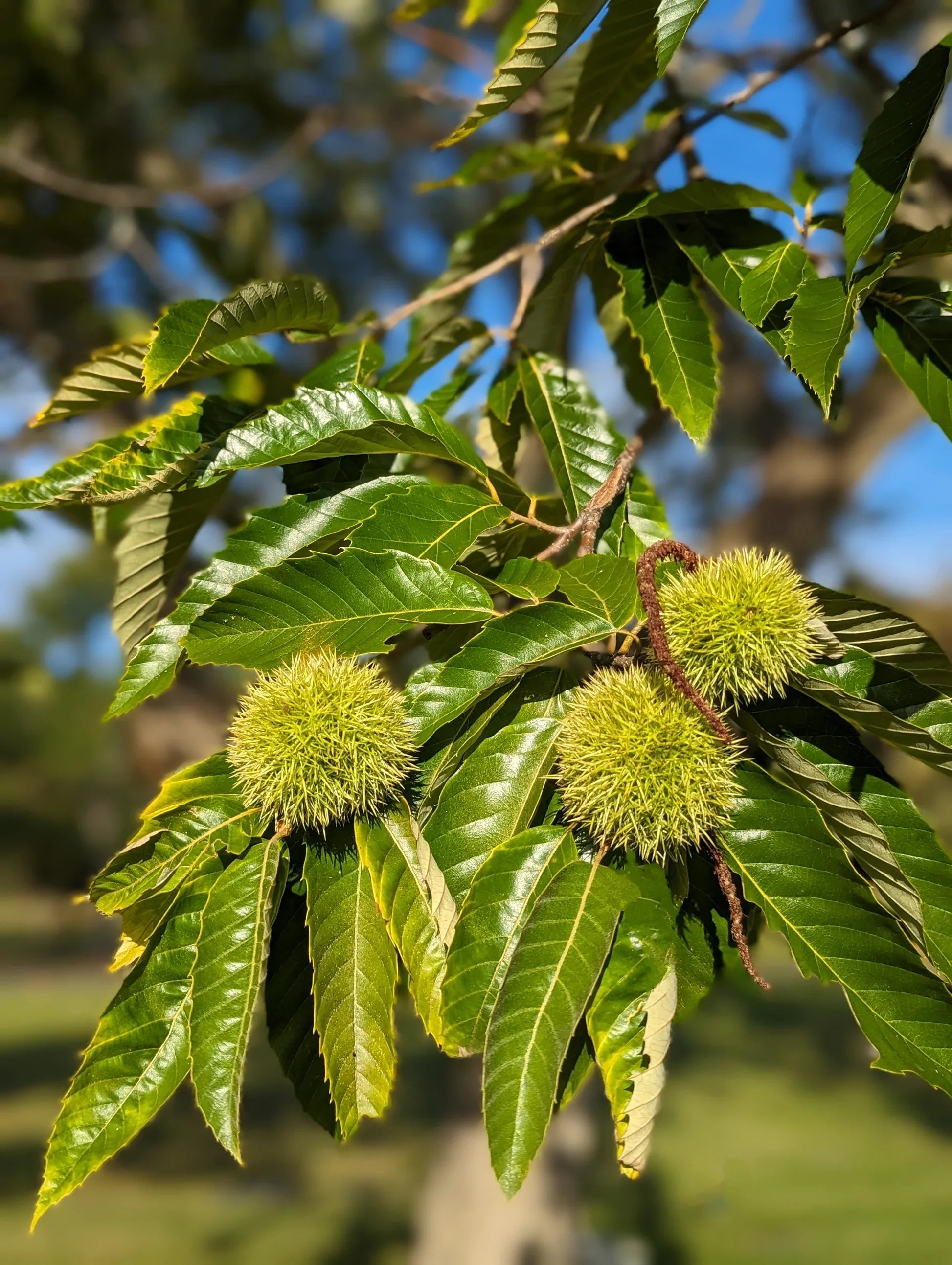 Castanea dentata tree seeds for growing deciduous trees in gardens and orchards