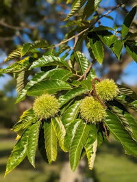 Castanea dentata tree seeds for growing deciduous trees in gardens and orchards