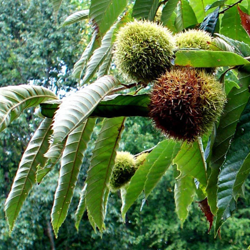 Castanea dentata tree seeds suitable for parks and spacious gardens.
