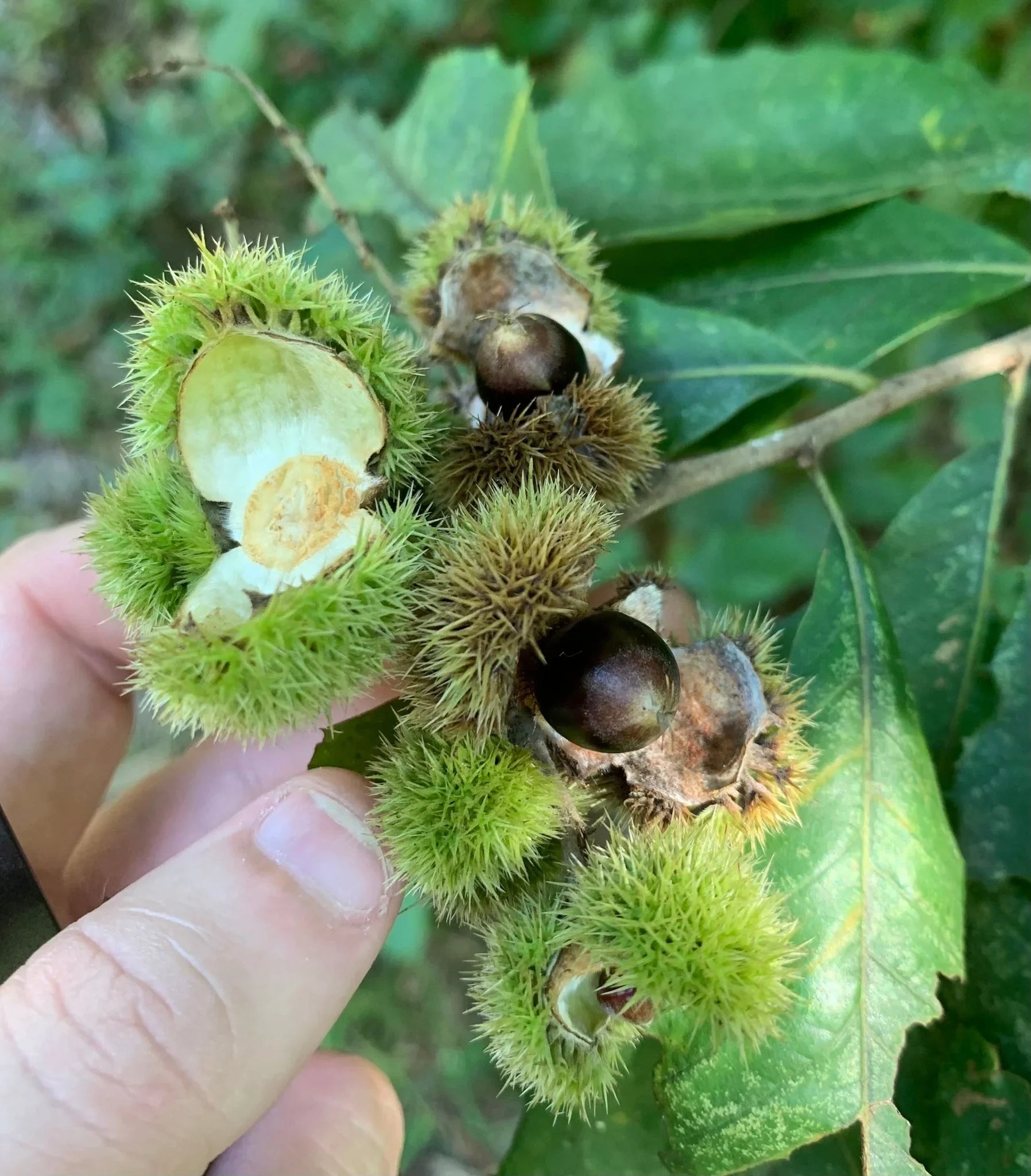 Dwarf Chinquapin Chestnut tree with green foliage and chestnut burs.