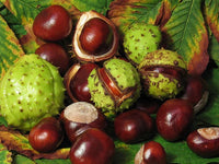 Castanea tree seeds suitable for landscape planting and raised beds.