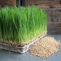 Fresh Cat Grass growing in a decorative container.