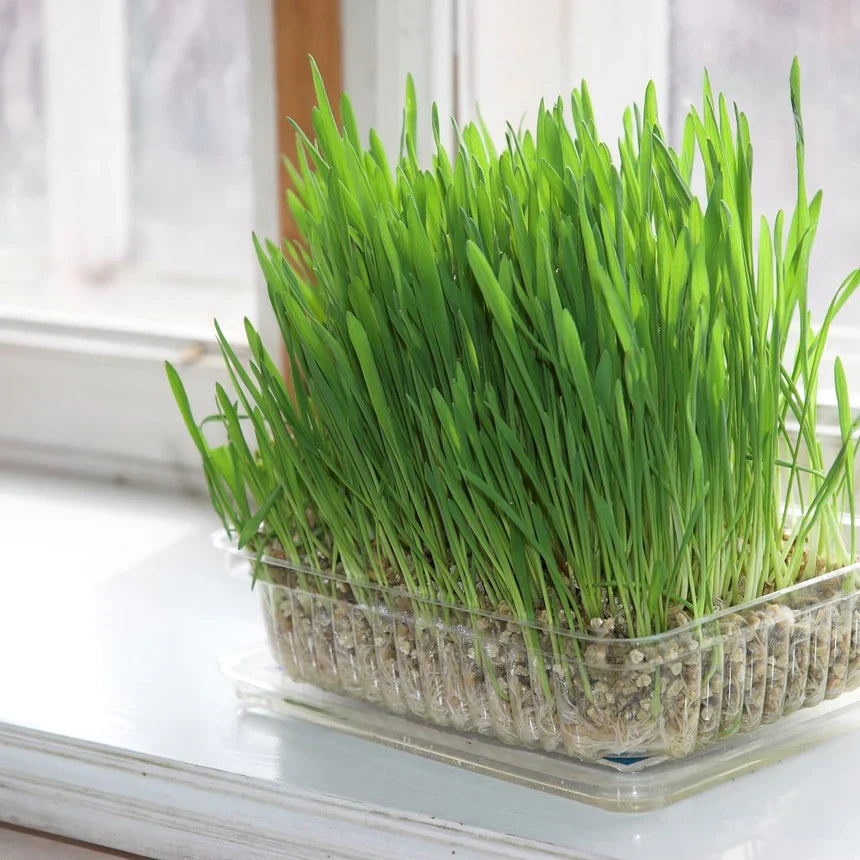 Cat Grass seeds for indoor pots and home growing.