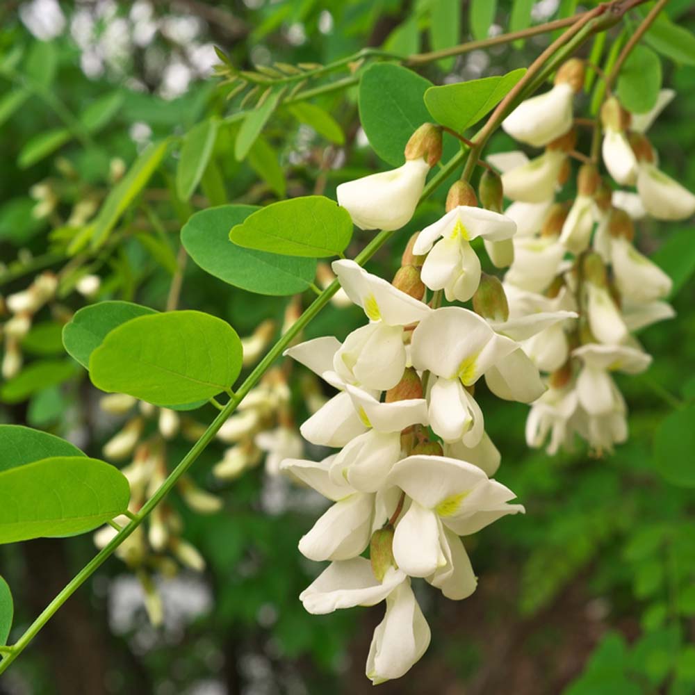 Robinia Flower seeds for Planting - Long Bloom Season, Heirloom & GMO Free Seeds for Home Garden