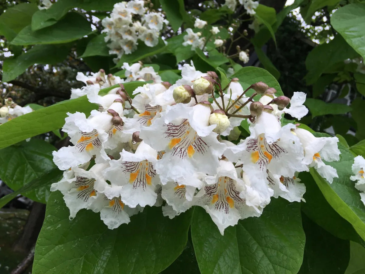 Catalpa Flower seeds for Planting - Drought Tolerant, Heirloom & GMO Free Seeds for Home Garden