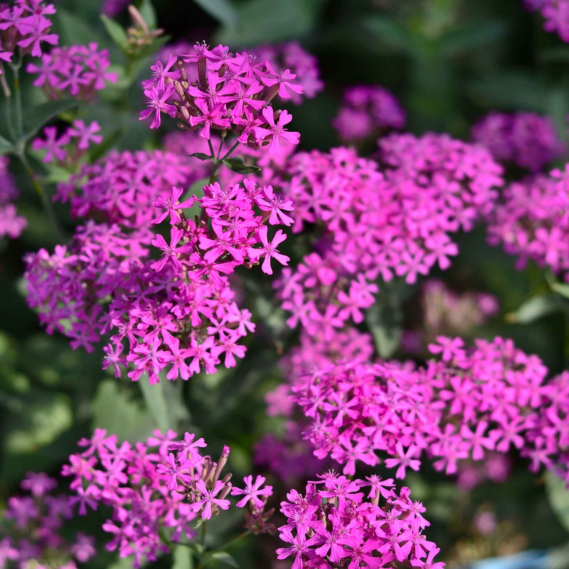 Catchfly Flower seeds for Planting Garden Favorite Heirloom & GMO Free Seeds for Home Garden