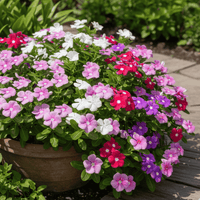 Catharanthus roseus flower seeds suitable for raised beds, borders, and containers.