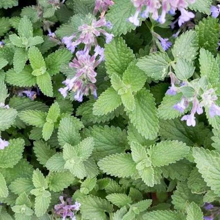 Catnip seeds for home herb garden planting.