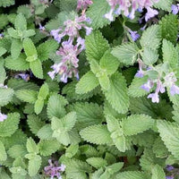 Catnip seeds for home herb garden planting.