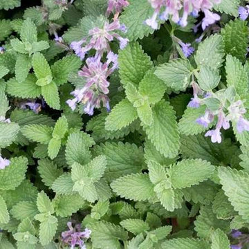 Catnip seeds for home herb garden planting.