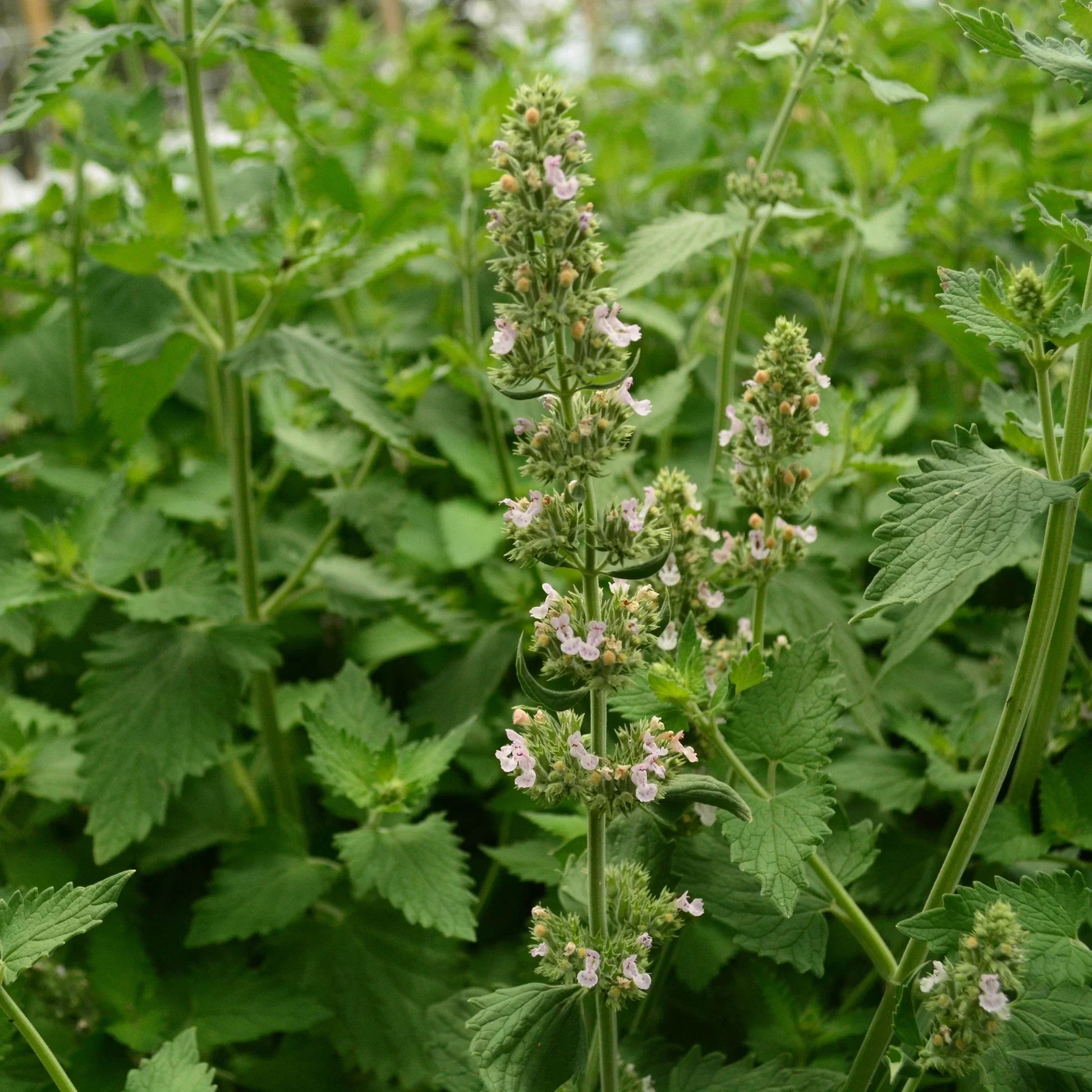 Healthy Catnip herb plants growing in a sunny home garden.