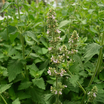 Healthy Catnip herb plants growing in a sunny home garden.