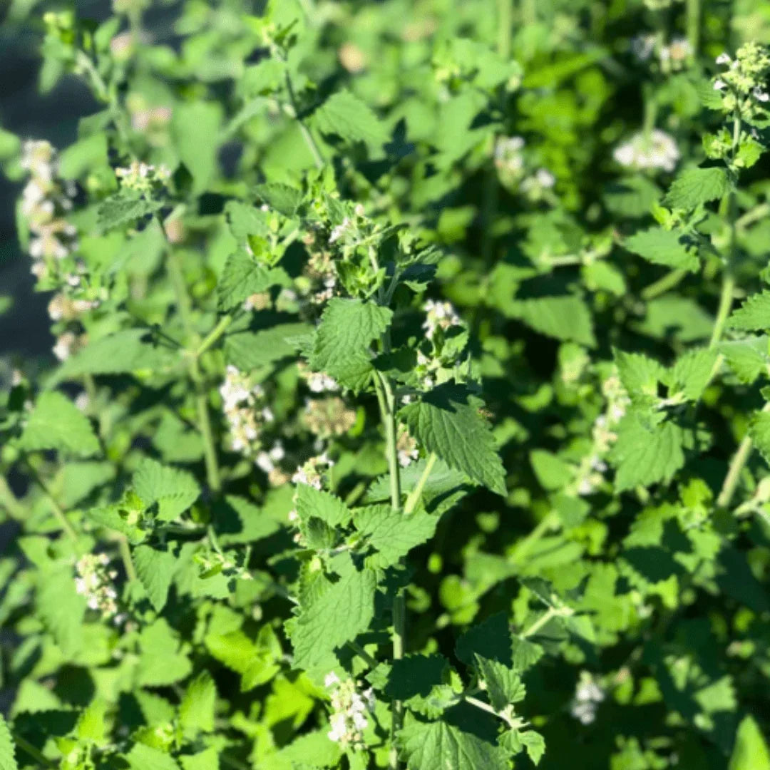 Catnip Herb Seeds for Home Gardens, Containers & Outdoor Planting