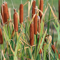 Cattail seeds for ornamental pond borders and aquatic garden features.