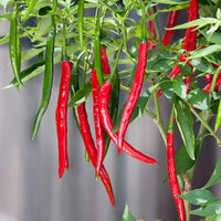 Long red cayenne peppers growing on plant