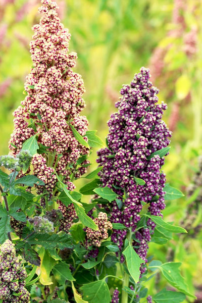 100 Pcs