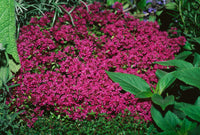 Perennial Pink Creeping Thyme ground cover with vibrant pink blooms