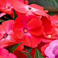 Impatiens Flower seeds for Planting Perfect for Borders Heirloom & GMO Free Seeds for Home Garden 
 
 Sale
