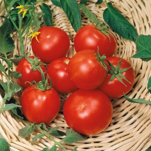 Celebrity Tomato seeds for home vegetable garden planting