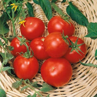Celebrity Tomato seeds for home vegetable garden planting