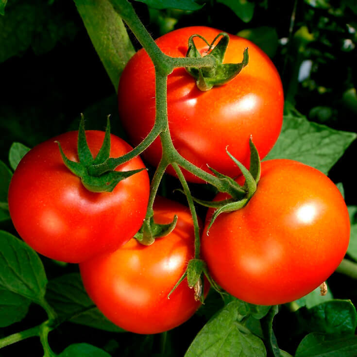 Celebrity Tomato seeds for home vegetable garden planting